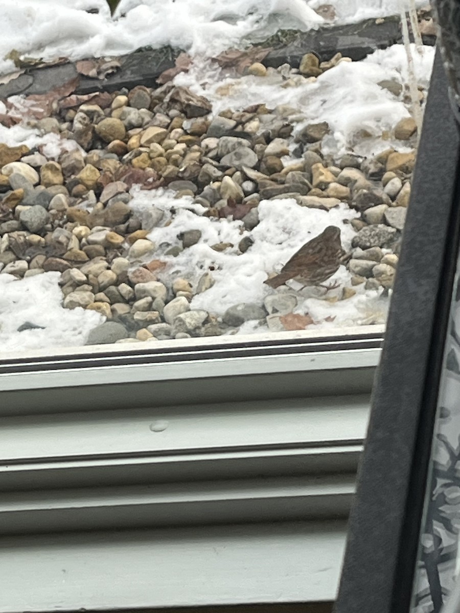 ゴマフスズメ（iliaca／zaboria） - ML646718263