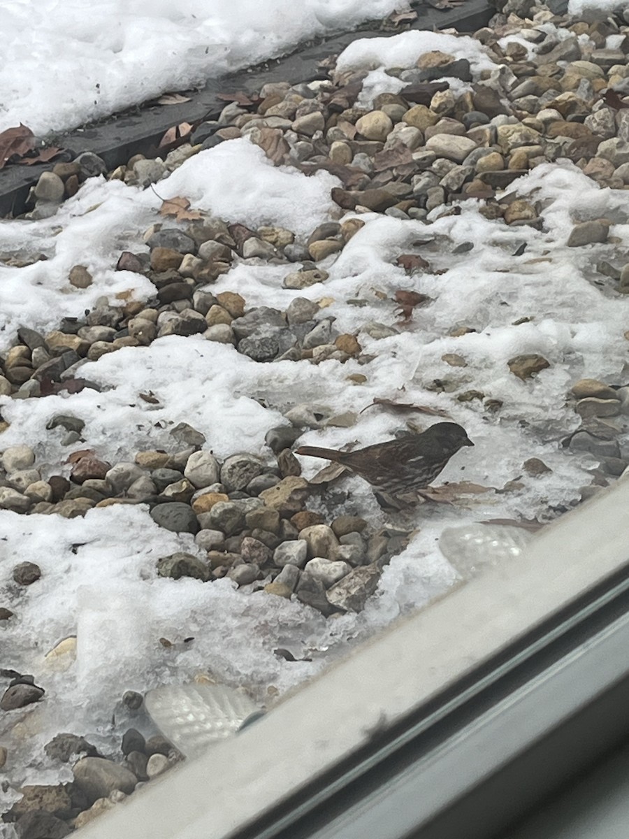 ゴマフスズメ（iliaca／zaboria） - ML646718264