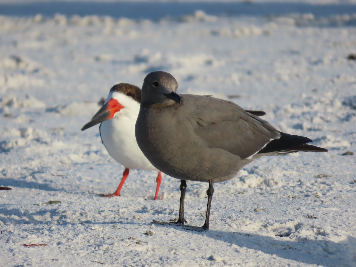 Gray Gull - ML646718265