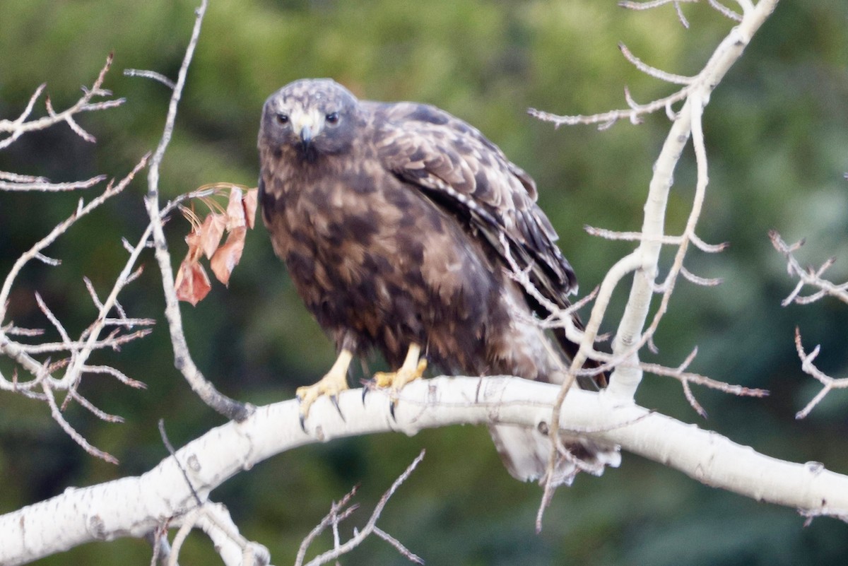 アカオノスリ（harlani） - ML646718277