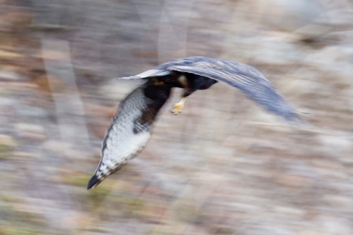 アカオノスリ（harlani） - ML646718278