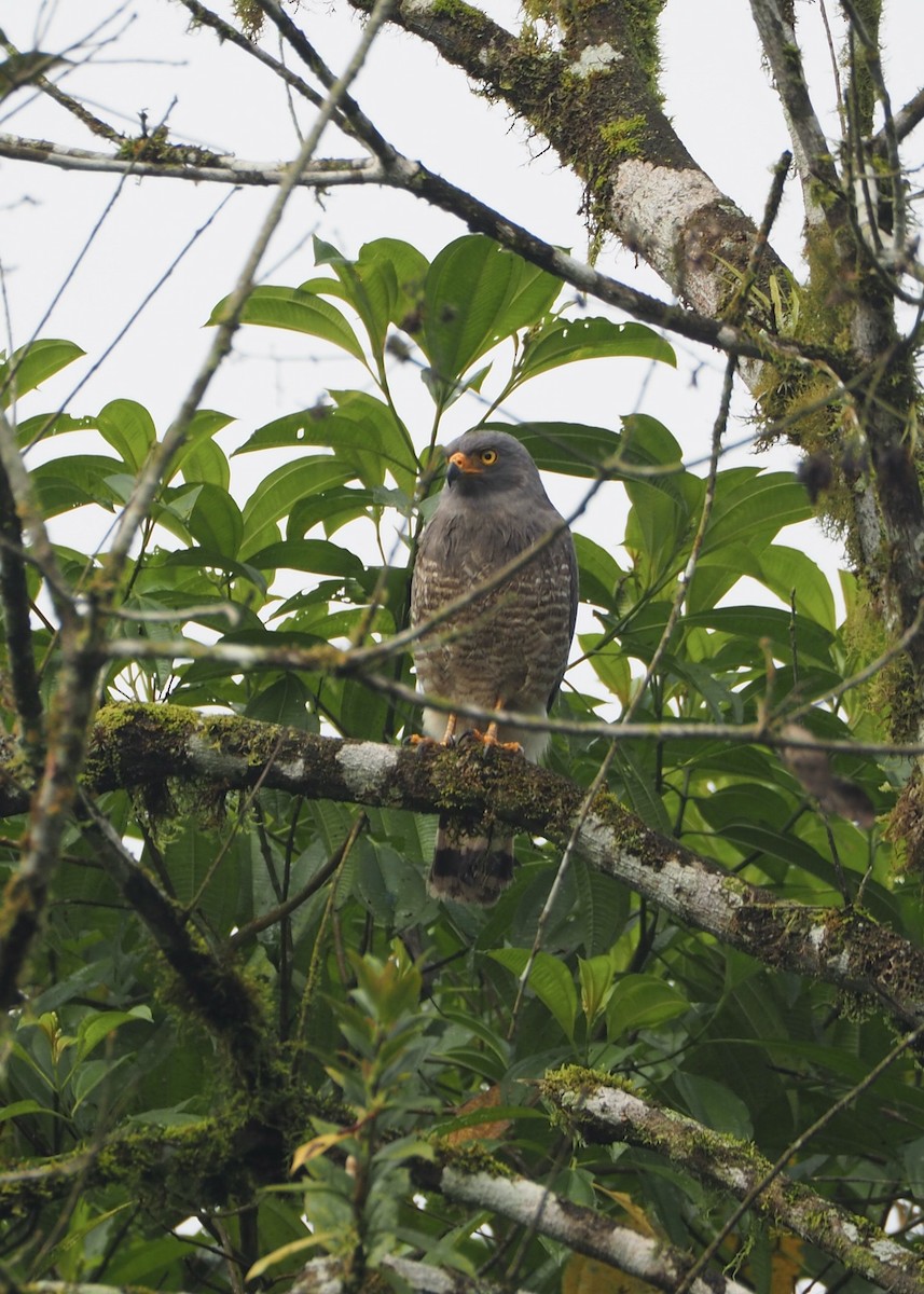 Busardo Caminero - ML646718291