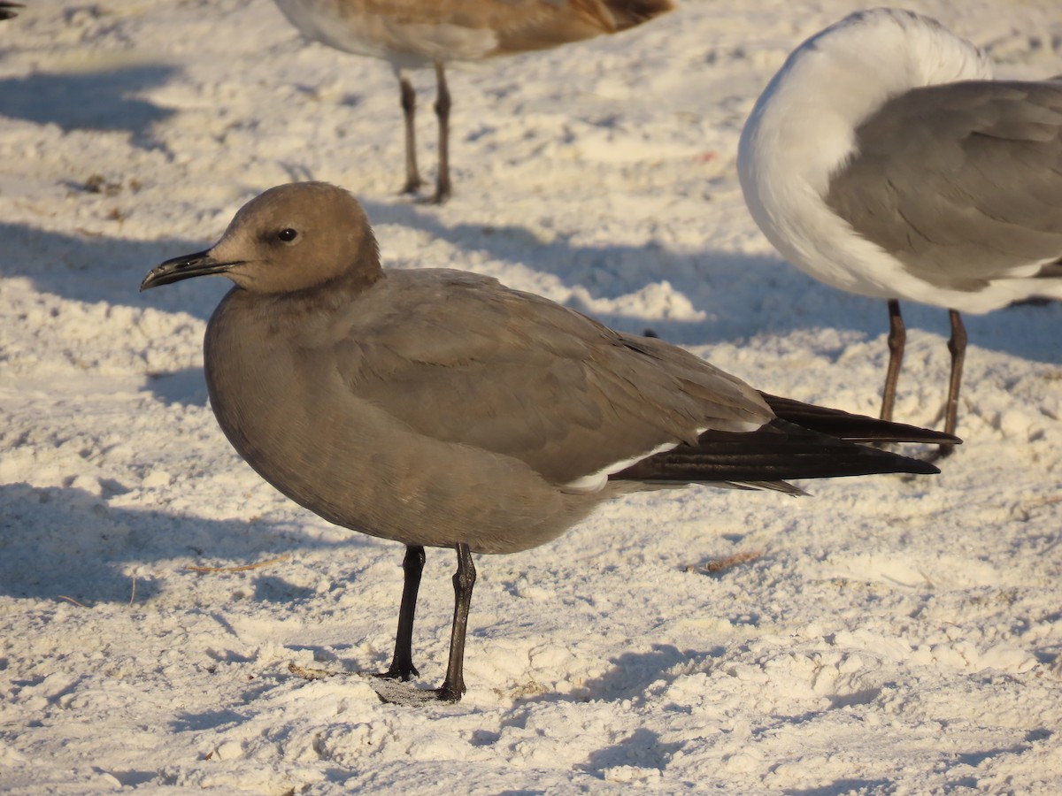 Gray Gull - ML646718292