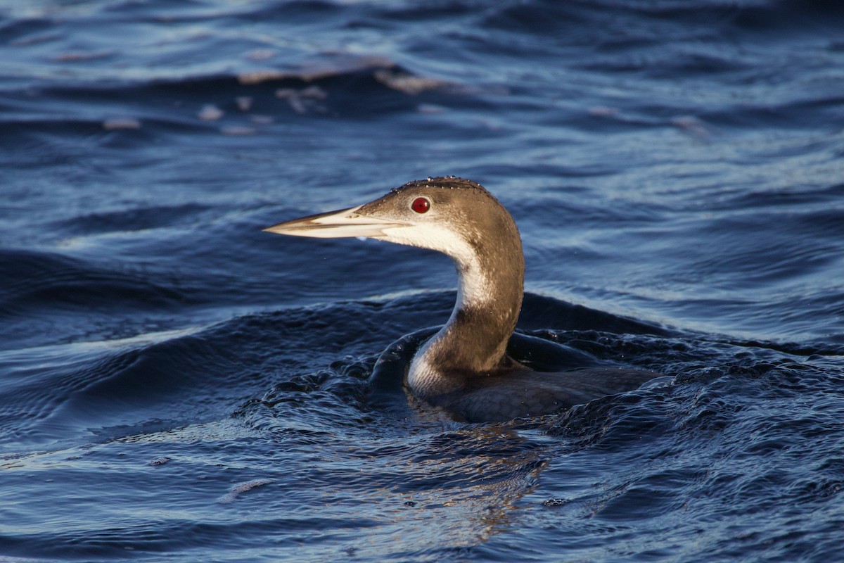 Common Loon - ML646718293