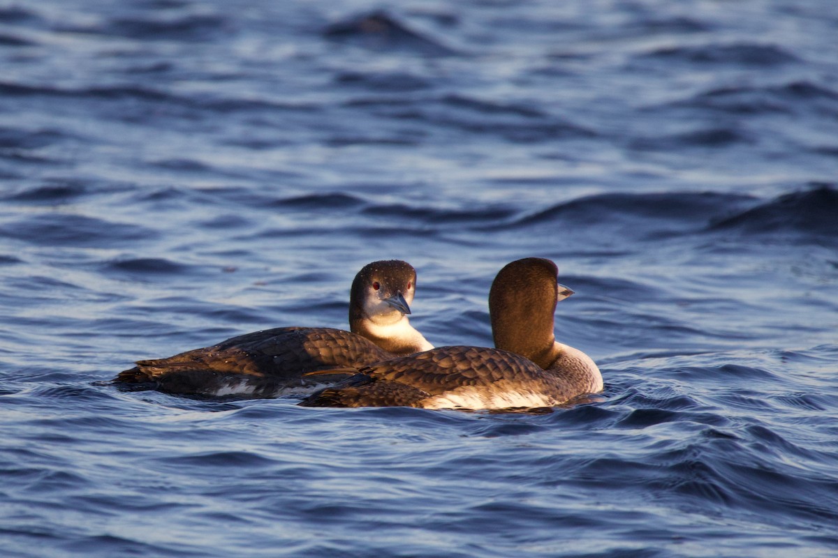 Common Loon - ML646718294