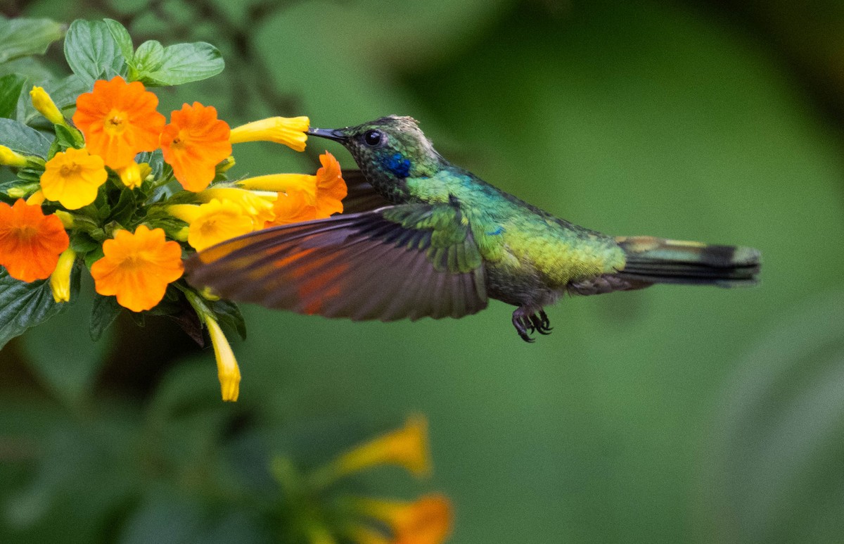 Колібрі іскристий - ML646718296