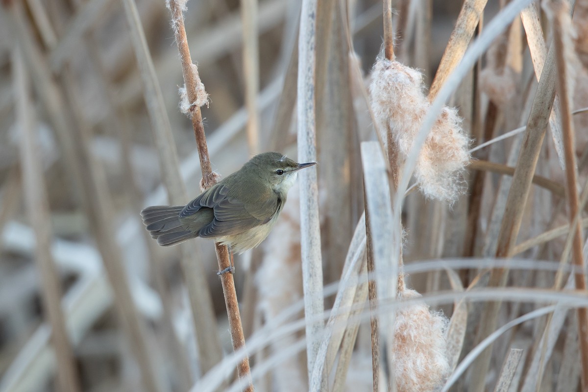 Blyth's Reed Warbler - ML646718299