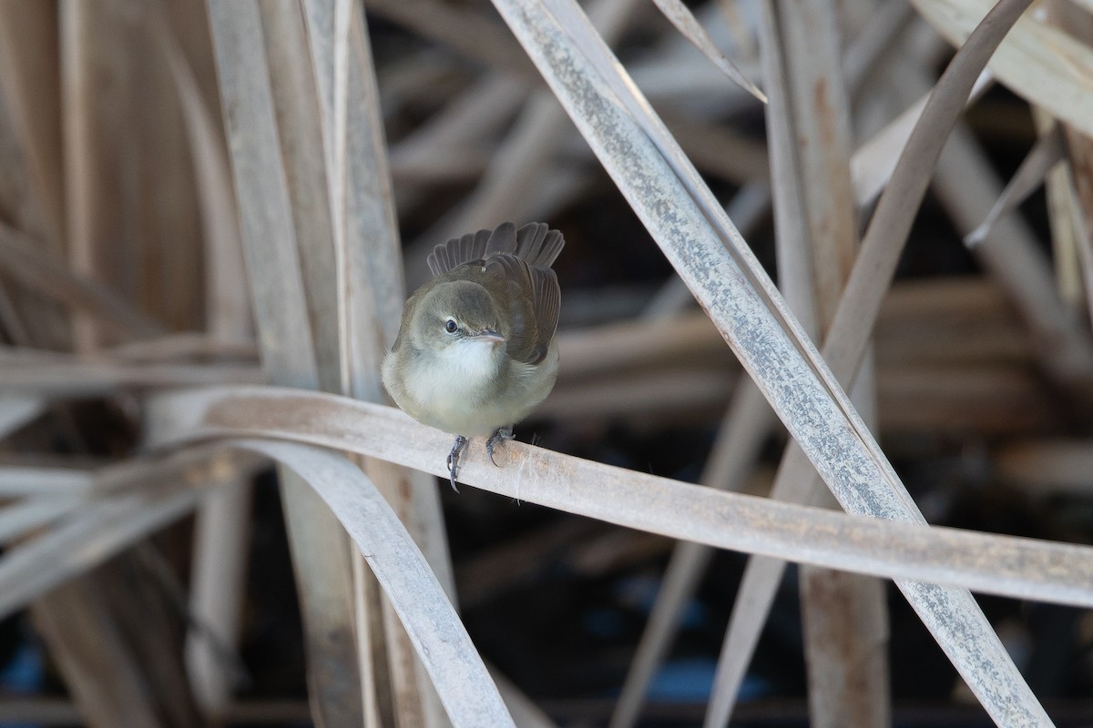 Blyth's Reed Warbler - ML646718300
