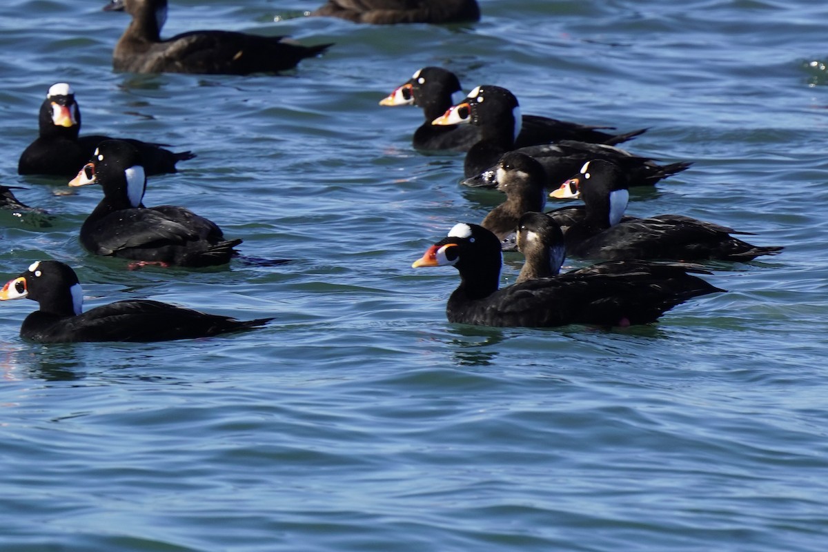 Турпан білолобий - ML646718301