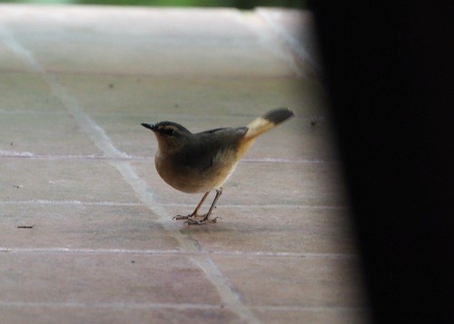 Reinita Culiparda - ML646718302