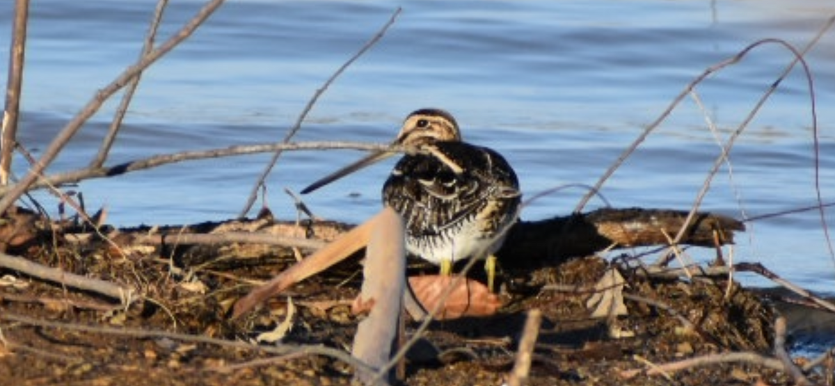 Американский бекас - ML646718303