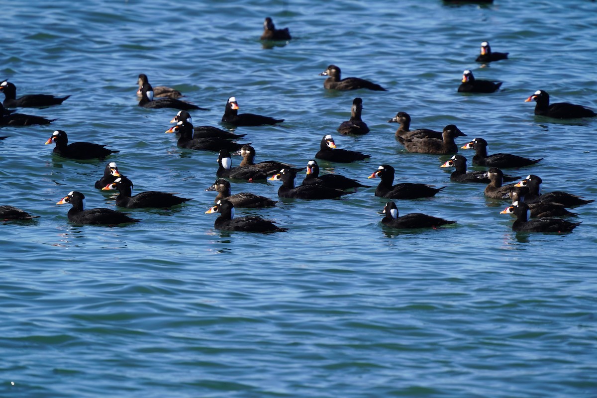 Турпан білолобий - ML646718304