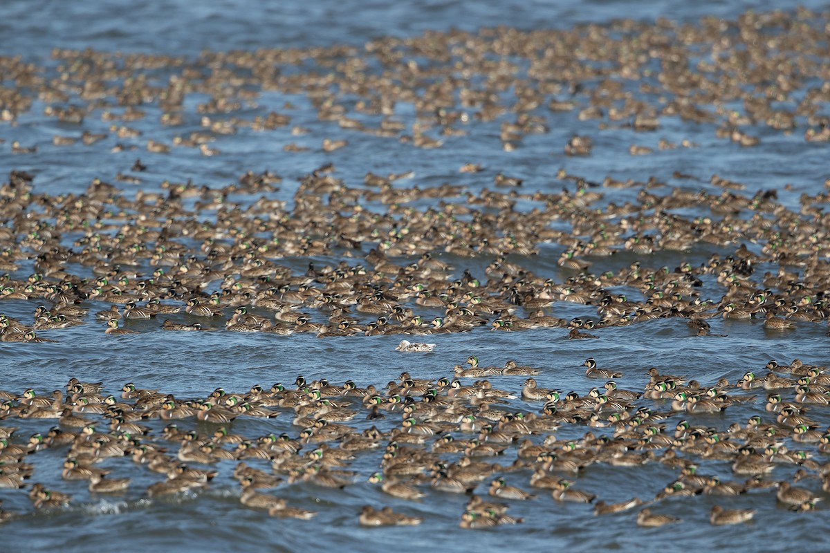 Baikal Teal - ML646718308