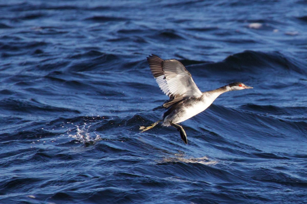 Horned Grebe - ML646718309