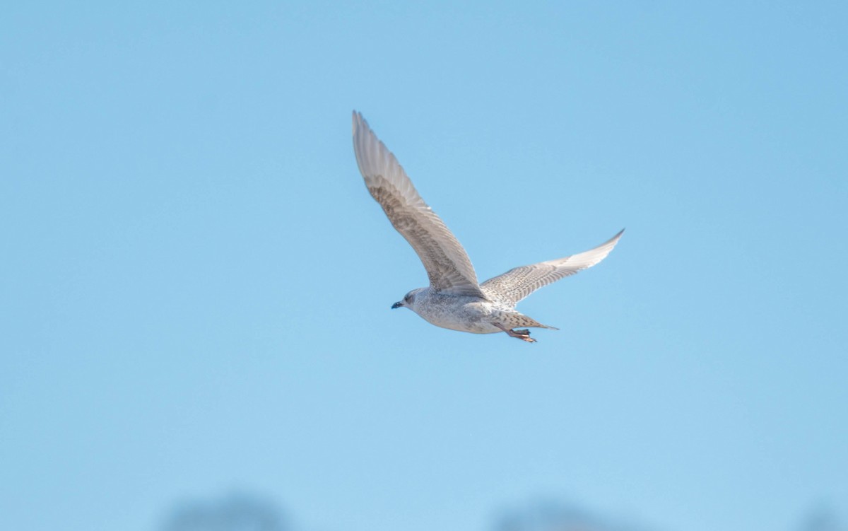 Полярная чайка - ML646718315