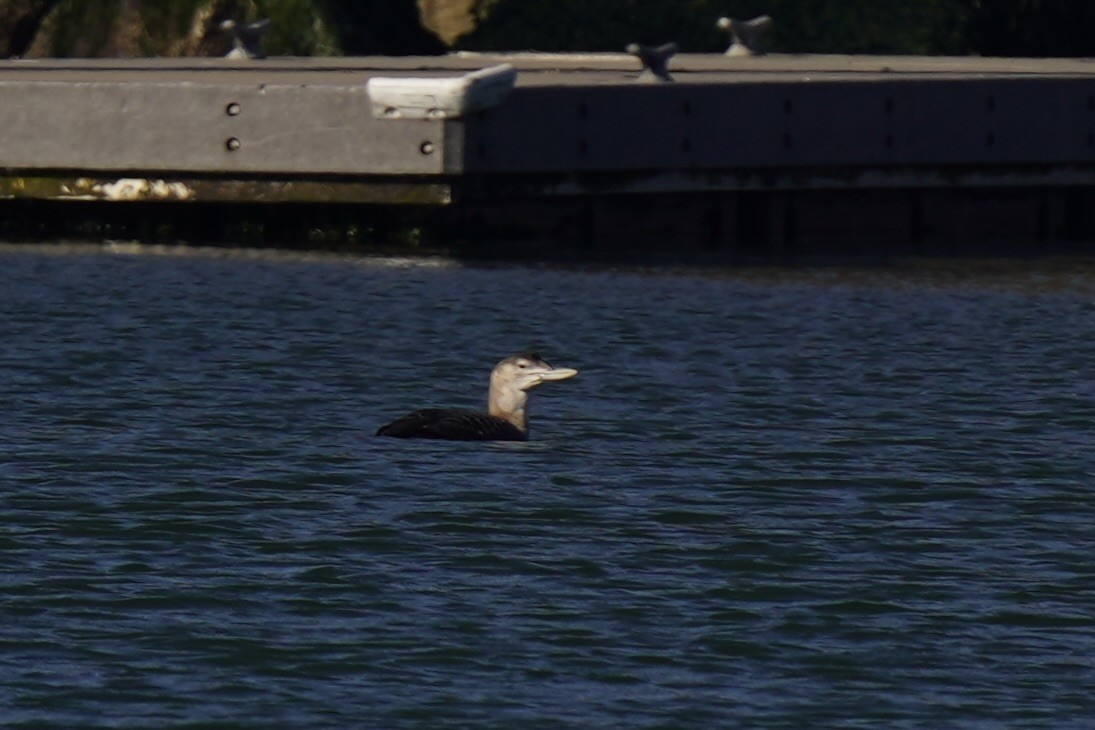 Гагара білодзьоба - ML646718319