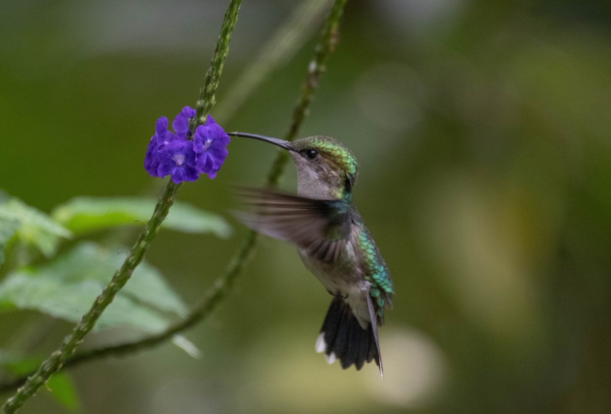 Колібрі-лісовичок фіолетоволобий - ML646718320