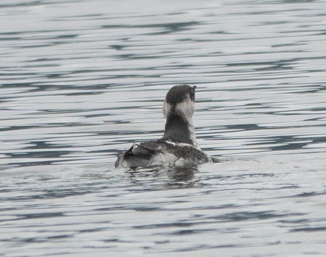Marbled Murrelet - ML646718323