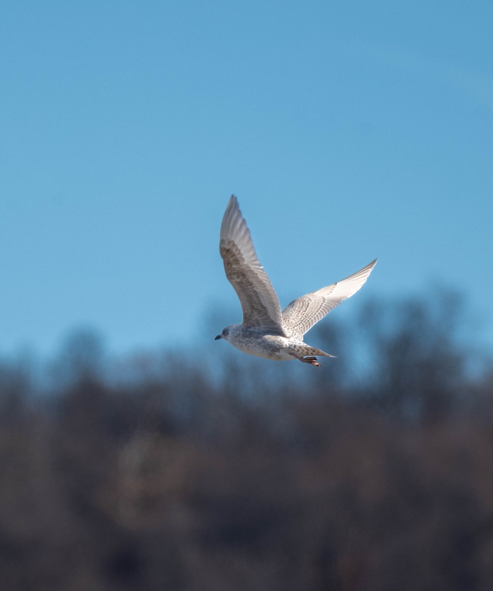 Полярная чайка - ML646718324