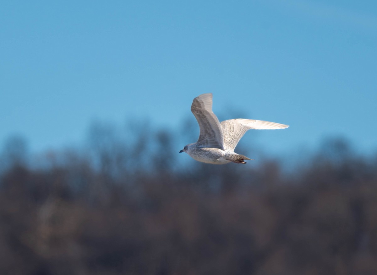 Полярная чайка - ML646718326