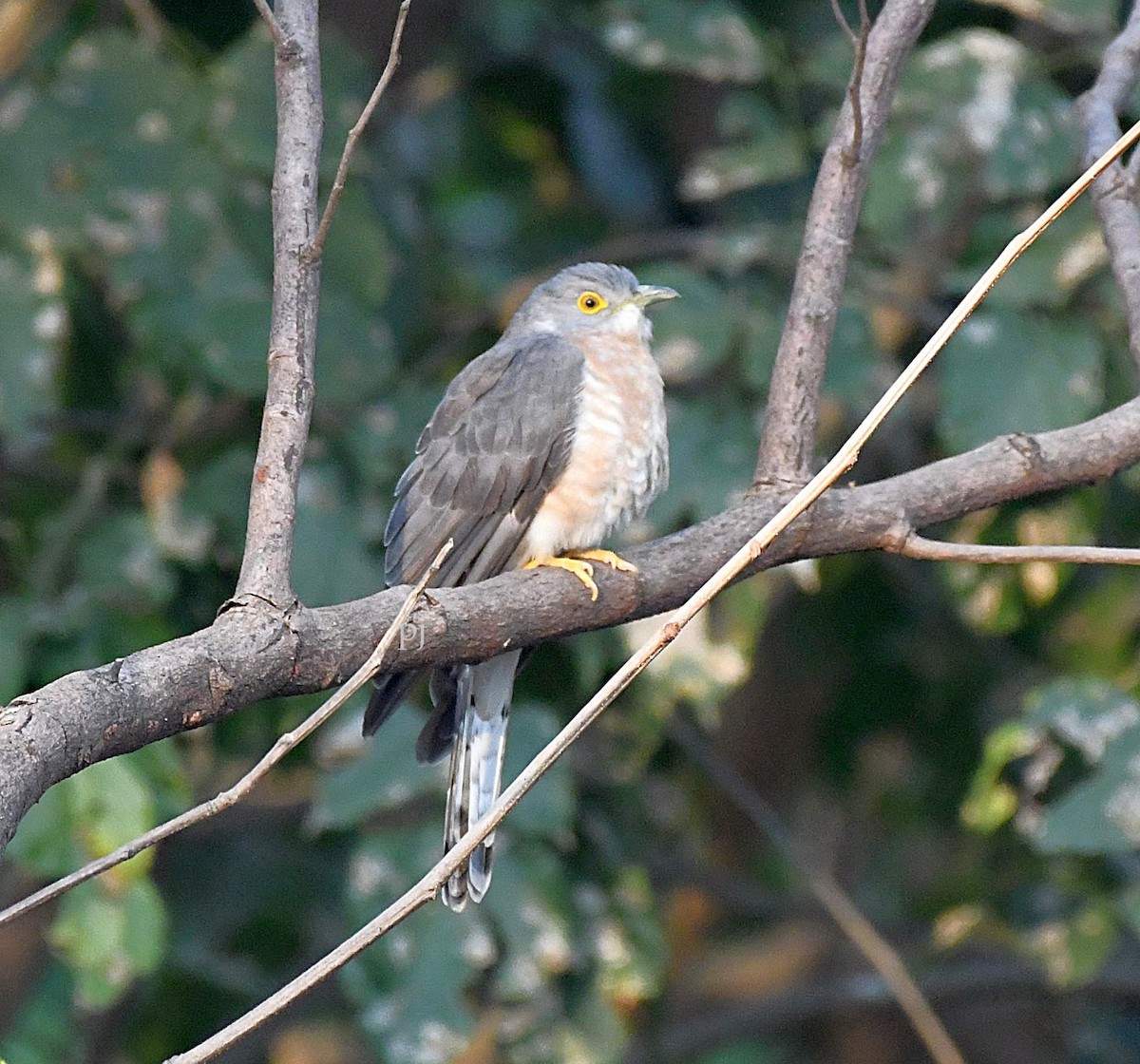 Common Hawk-Cuckoo - ML646718328