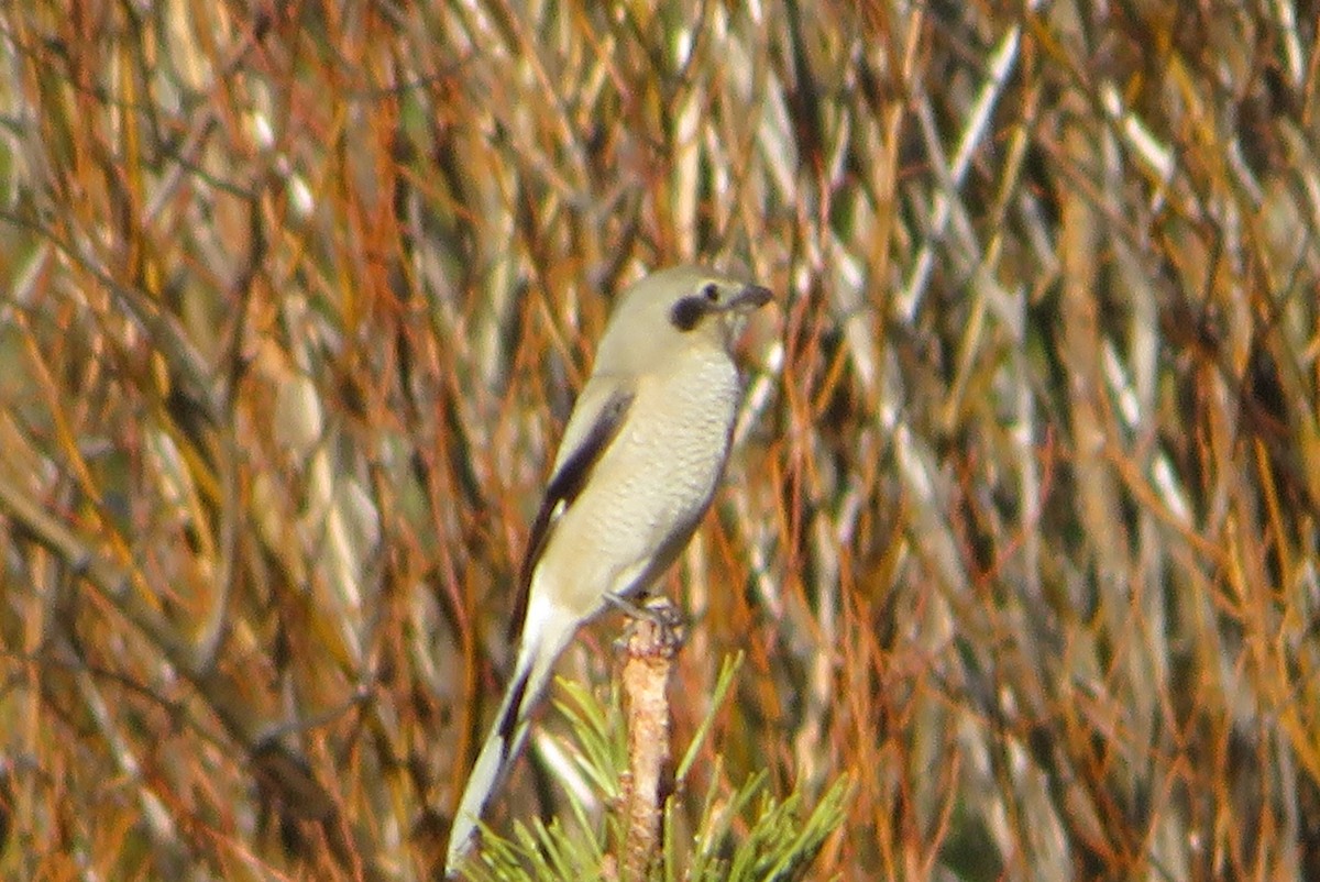 ťuhýk severní - ML646718330