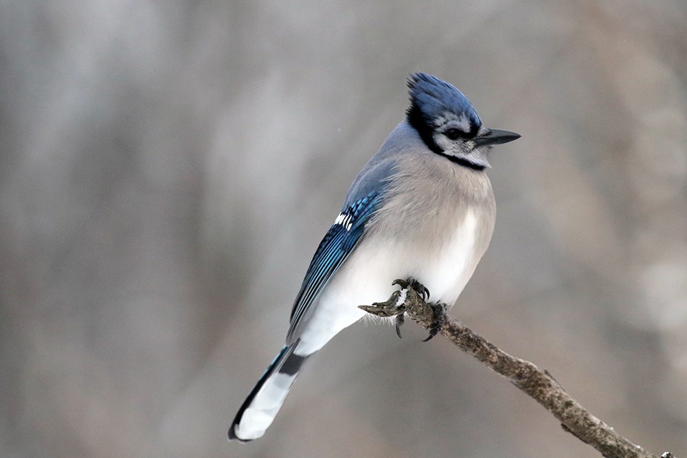 Blue Jay - ML646718331