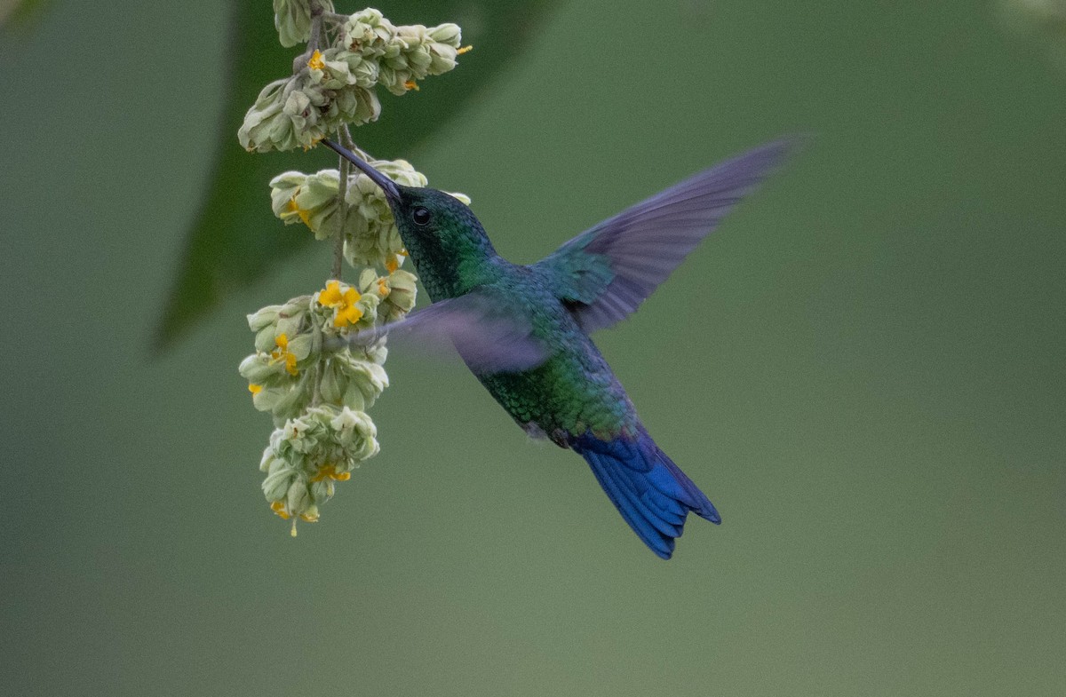 Амазилія-берил колумбійська - ML646718332