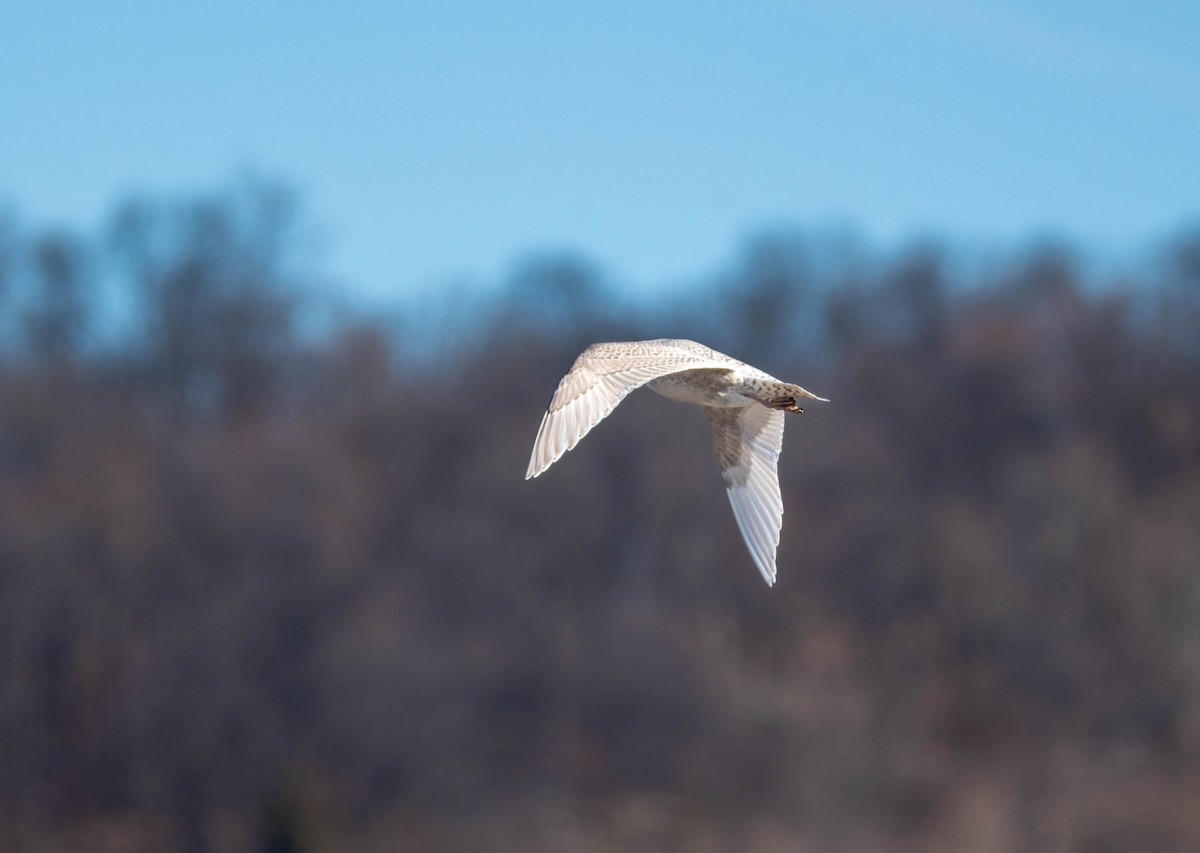 Полярная чайка - ML646718333