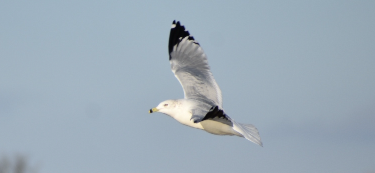 Делавэрская чайка - ML646718334