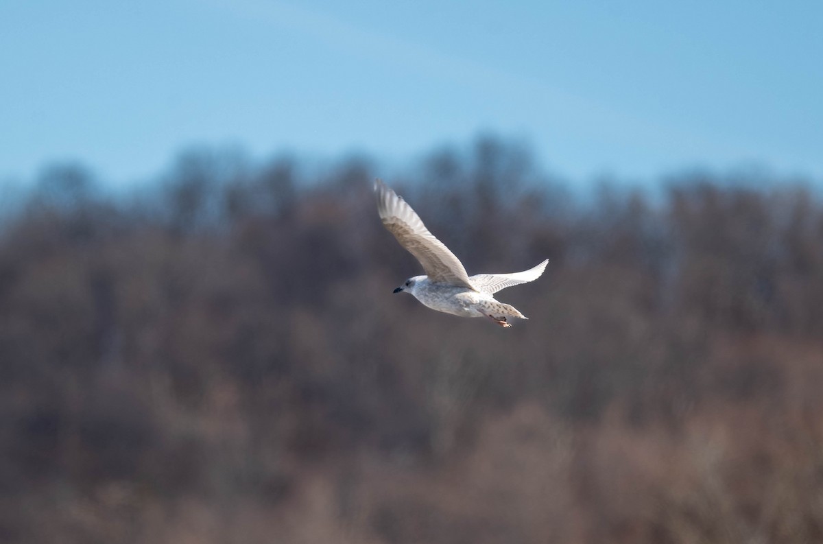 Полярная чайка - ML646718337