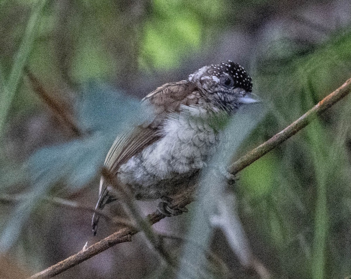 Добаш колумбійський - ML646718343