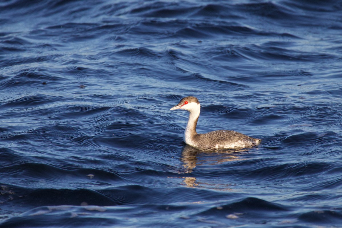 Horned Grebe - ML646718345