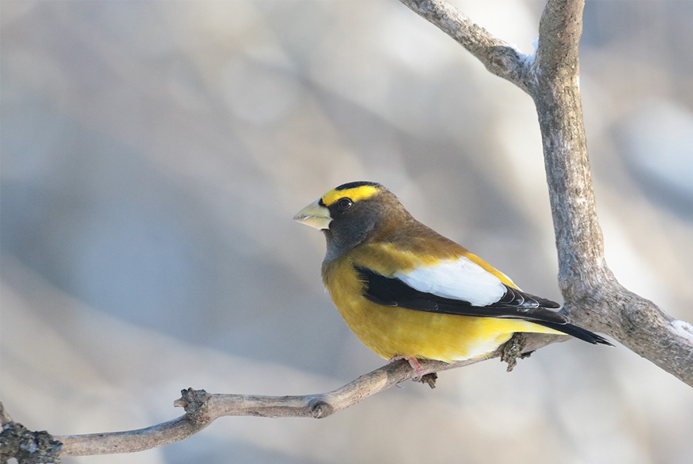 Evening Grosbeak - ML646718346