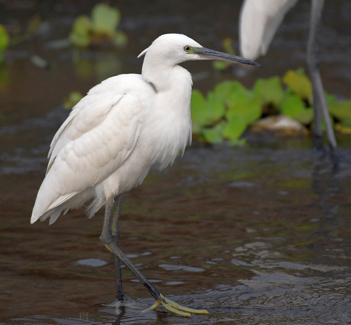 Хурган дэглий - ML646718352