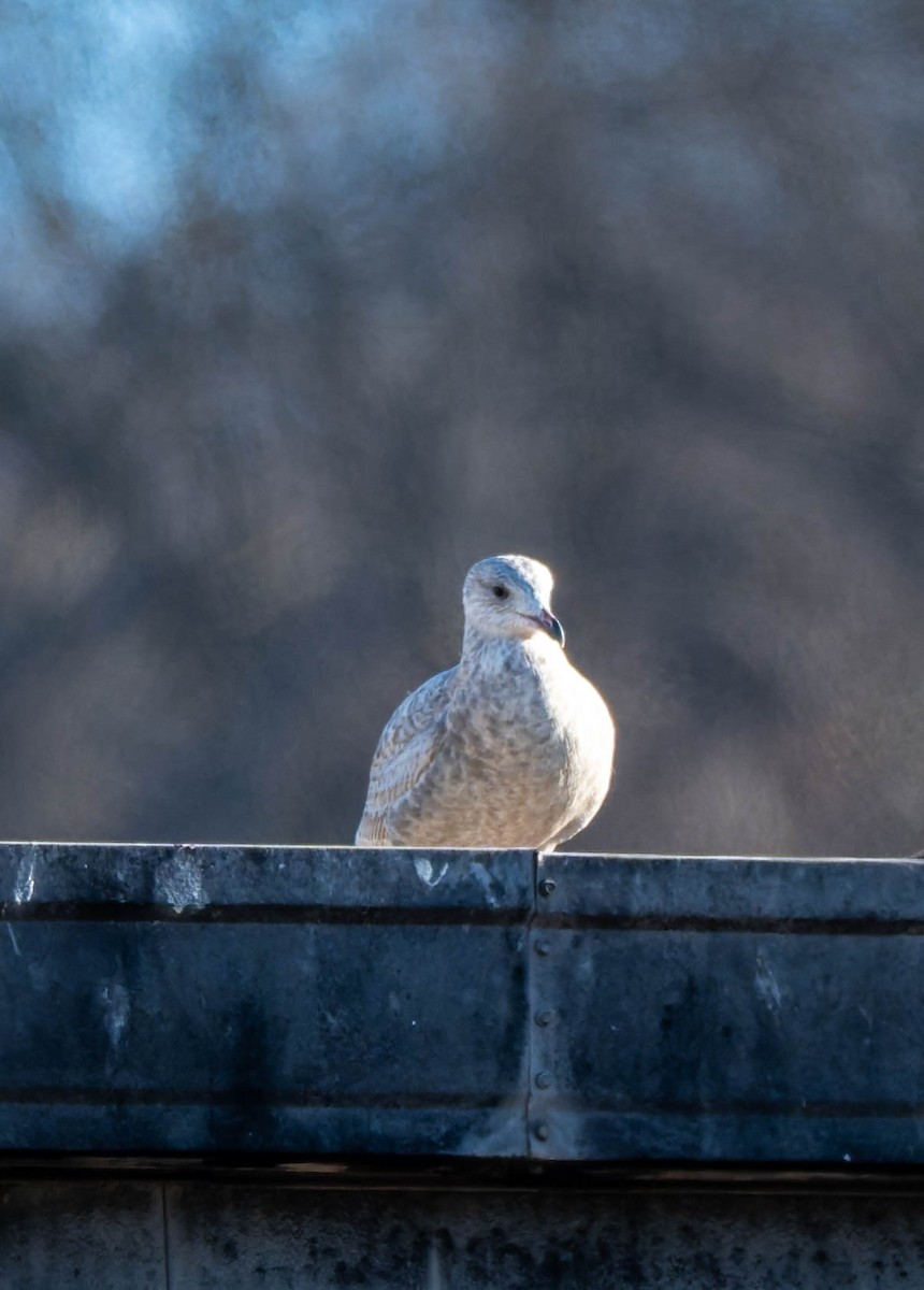 Полярная чайка - ML646718362