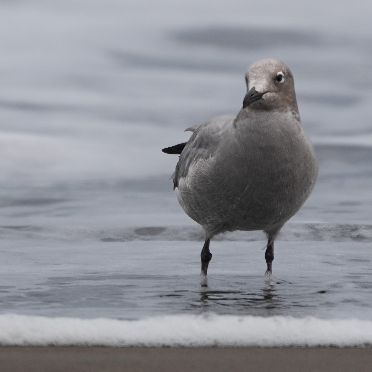 ハイイロカモメ - ML646718364