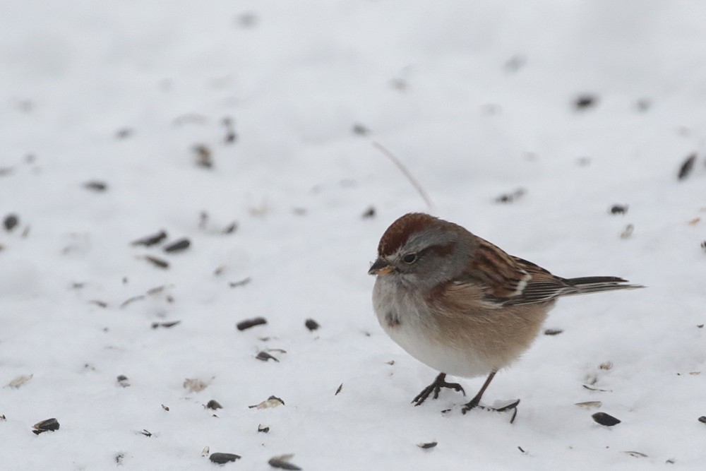 American Tree Sparrow - ML646718366