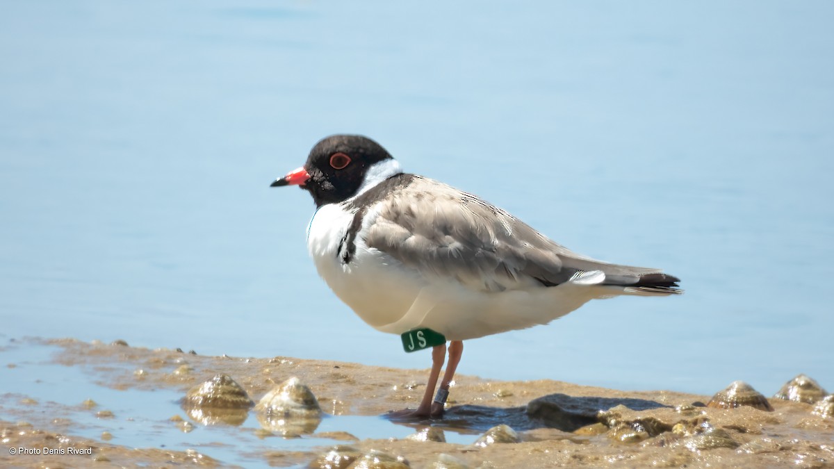Hooded Plover - ML646718367