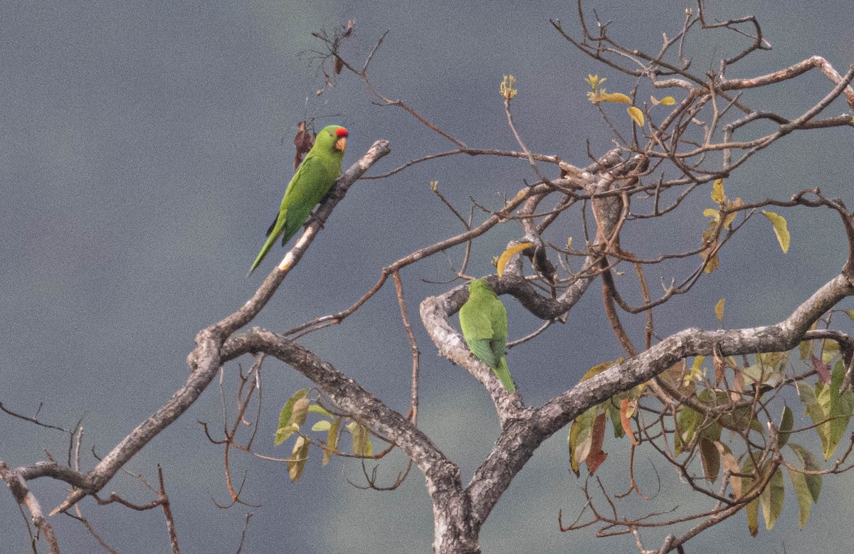 Scarlet-fronted Parakeet - ML646718372