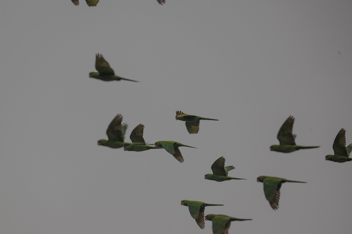 Scarlet-fronted Parakeet - ML646718373