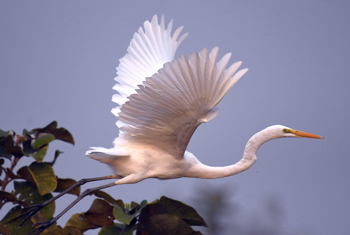 Цасч дэглий - ML646718374