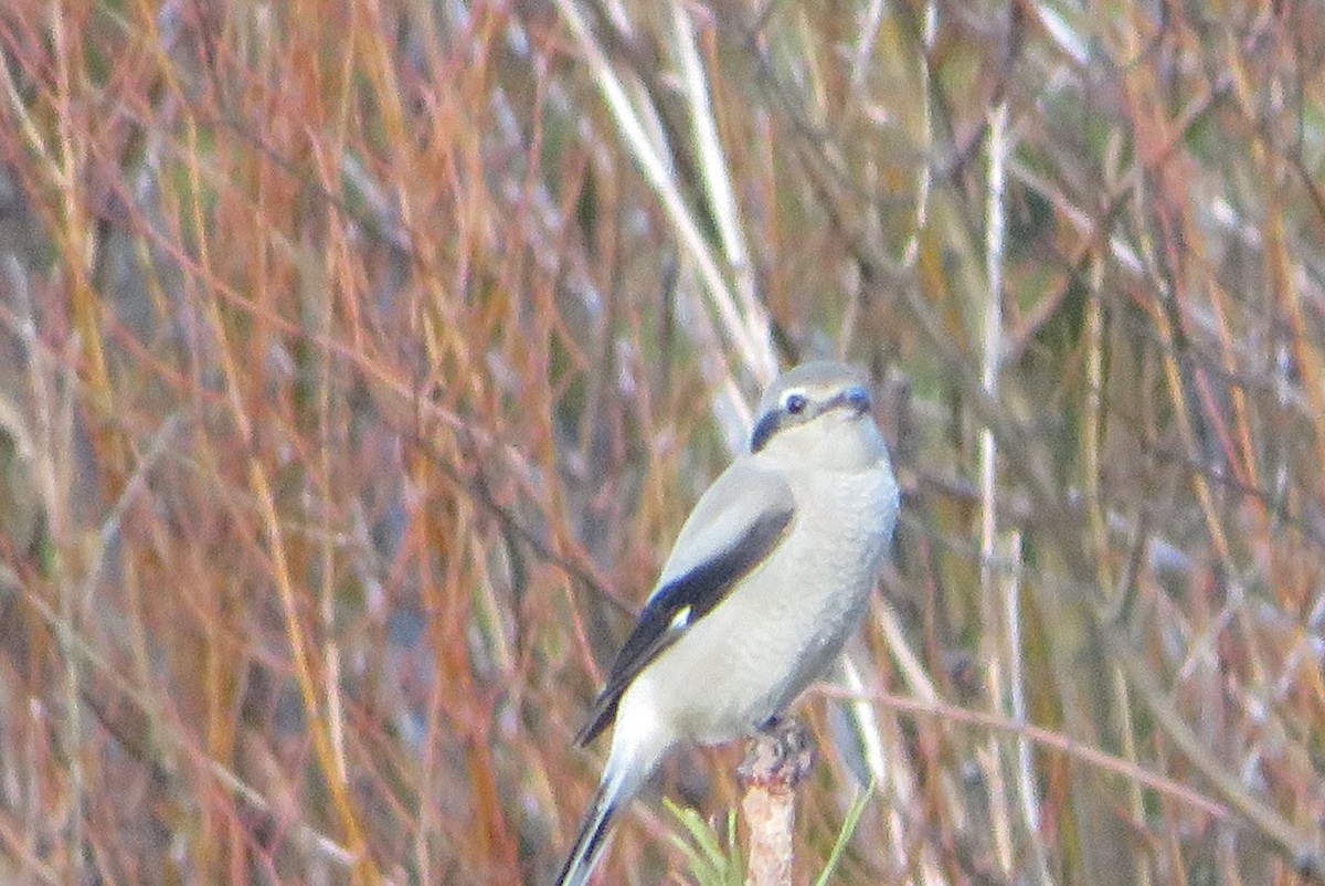 ťuhýk severní - ML646718393