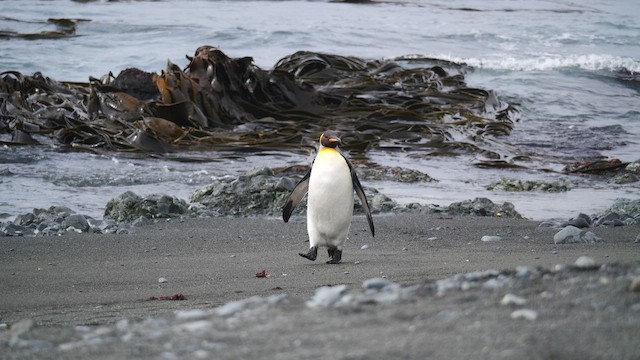 King Penguin - ML646718394
