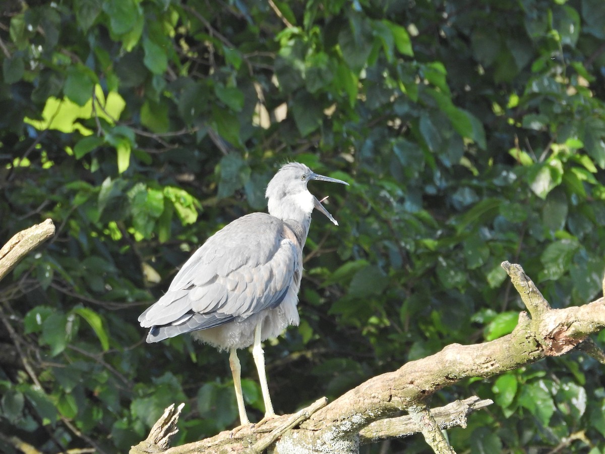 Weißwangenreiher - ML646718395
