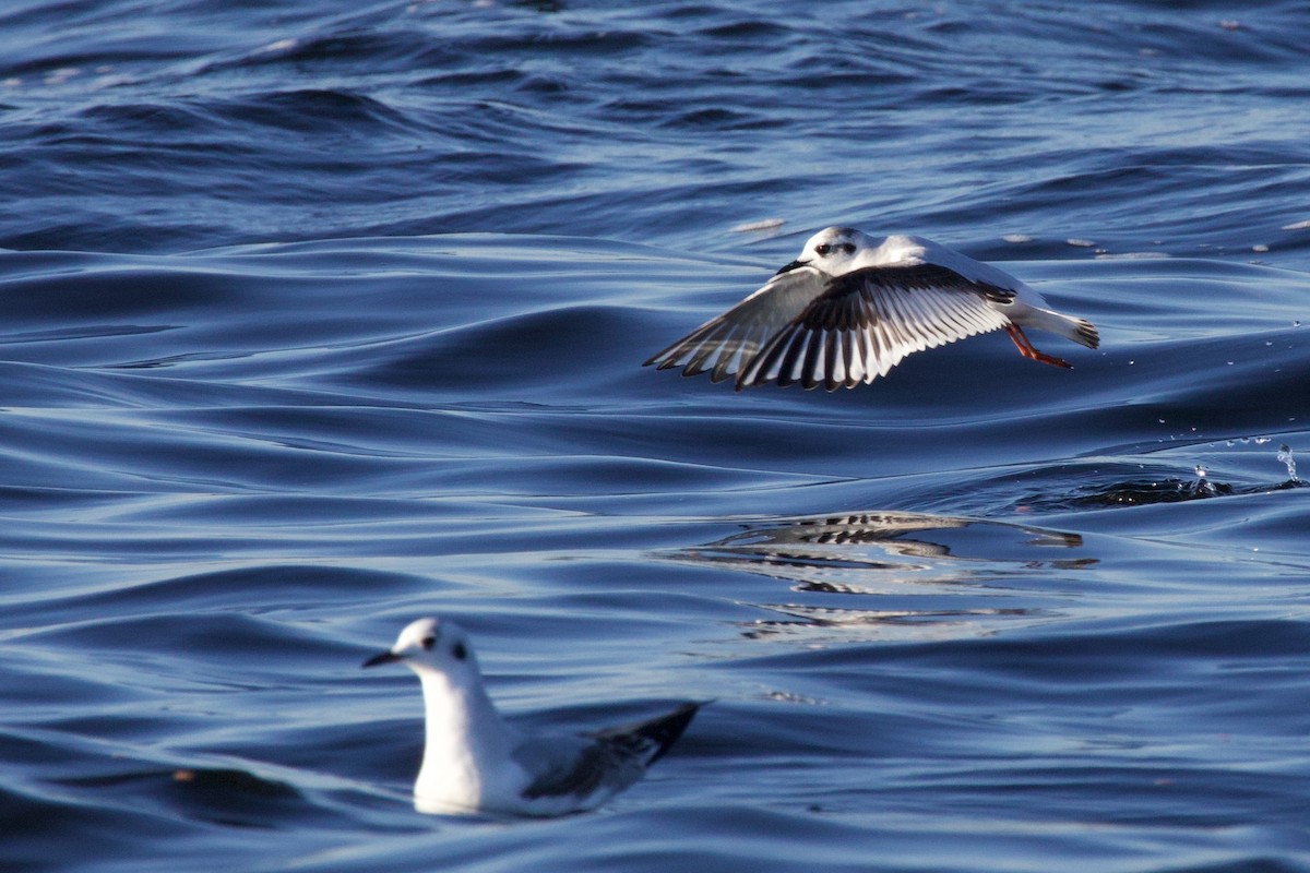 Little Gull - ML646718397