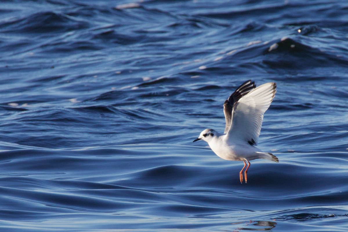 Little Gull - ML646718398