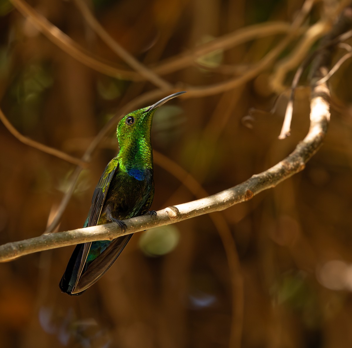 Colibri falle-vert - ML646718400