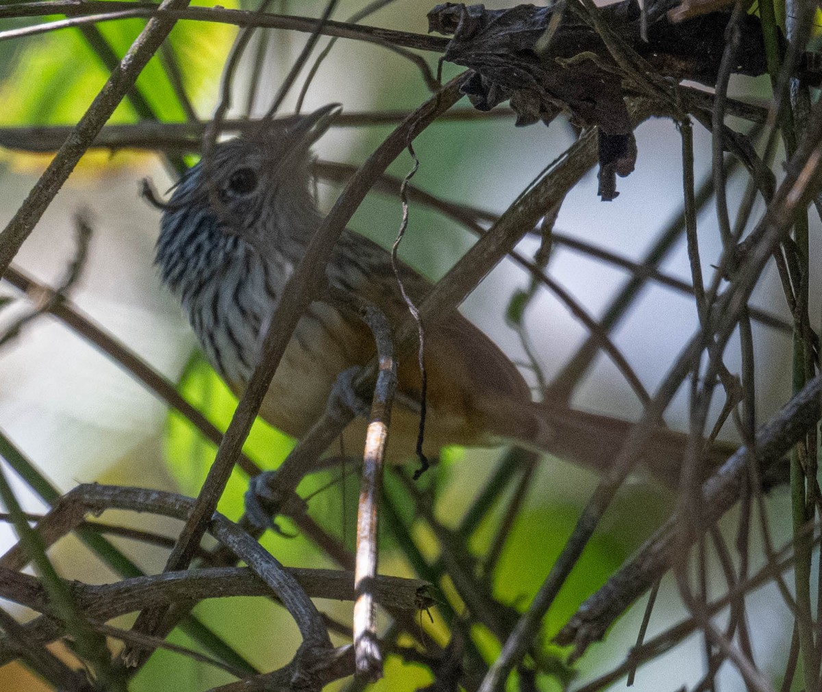 Тілугі санта-мартський - ML646718403