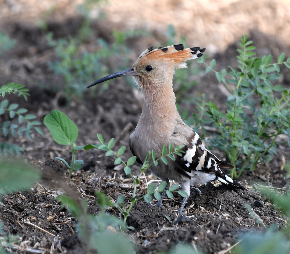 Common Hoopoe - ML646718407
